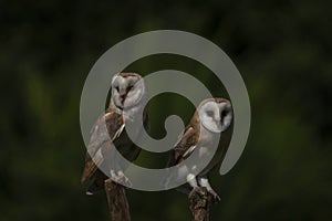 Two Barn owls Tyto alba on a branch. Dark green background. Noord Brabant in the Netherlands.