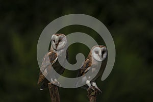 Two Barn owls Tyto alba on a branch. Dark green background. Noord Brabant in the Netherlands. photo