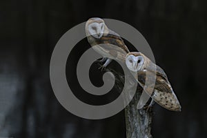 Two Barn owls Tyto alba sitting on a branch. Dark green background. Noord Brabant in the Netherlands.