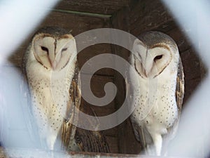 Two barn owls at the zoo