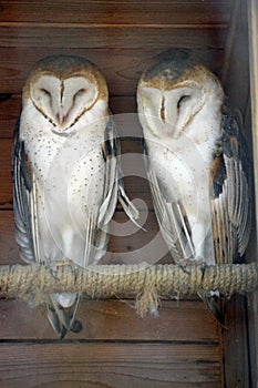 Two Barn Owls at the Zoo