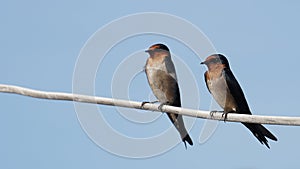 Two Barn Swallow birds or Hirundo rustica, Perched on a wire cable, Sky background.
