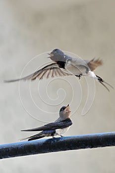 Two Barn Swallows