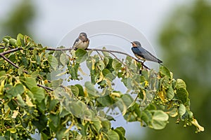 Two barn swallows on a tree