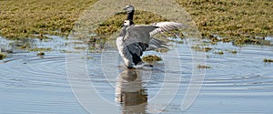 Two barnacle geese are standing in the lake. They are doing a pairngs dance with spread wings in the sun, reflection in