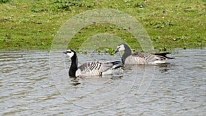 Two barnacle geese swimming in shallow water