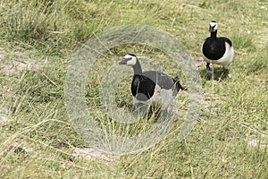 Two barnacle geese walking along a grass pathway