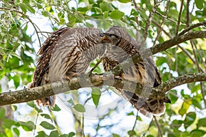 Two barred owls groom each other in a tree.