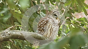 Two Barred Owls In Natural Habitat Sitting On Branch One Flies Away