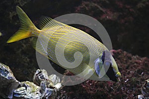 Two barred rabbitfish