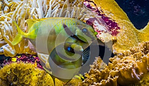 Two barred spinefoot fishes together, blue lined rabbit fish, tropical animal specie from the pacific ocean