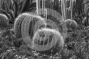 Two Barrel Cactus in Black and White