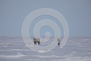 Two barren-ground caribou standing in snow in late spring near Arviat, Nunavut