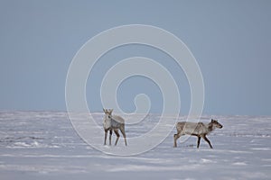 Two barren-ground caribou standing in snow in late spring near Arviat, Nunavut