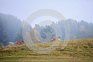 Two Basenji dogs in autumn