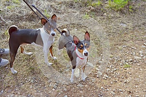 Two basenji dogs for a walk. Basenji Kongo Terrier Dog.