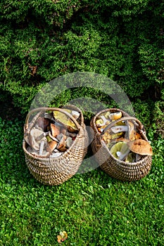 two baskets with fresh forest mashrooms outdoors