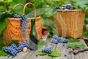 Two baskets with grapes, wine bottle and wineglass stand on on rustic wood. Wine making