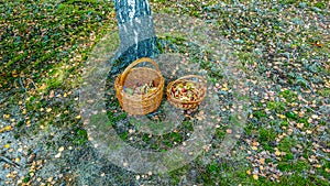 Two baskets of mushrooms standing on the ground in the forest by the tree