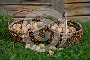 Two baskets of potatoes
