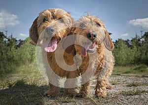 Two Basset Fauve de Bretagne dogs looking directly at the camera photo