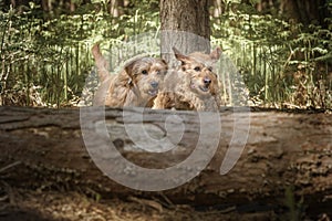 Two Basset Fauve de Bretagne dogs running about to jump over a fallen tree log