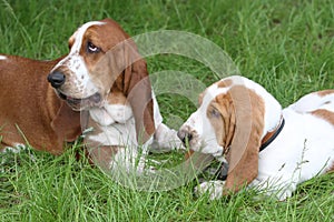 Two Basset Hound