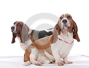 Two basset hound dogs