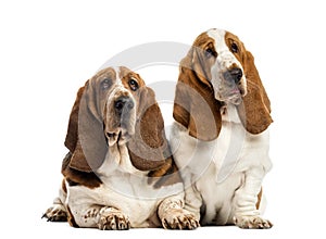 Two Basset Hounds