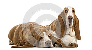 Two Basset Hounds lying