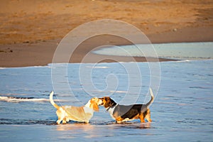 Two basset hounds by sea