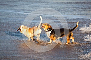 Two basset hounds by sea