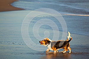 Two basset hounds by sea