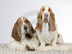 Two basset hounds side by side.