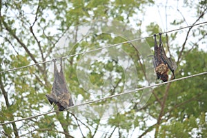 Two bats died in the electric shock