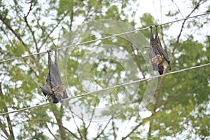 Two bats died in the electric shock photo