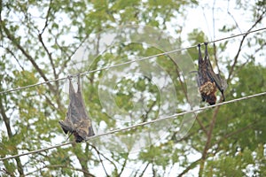 Two bats died in the electric shock photo