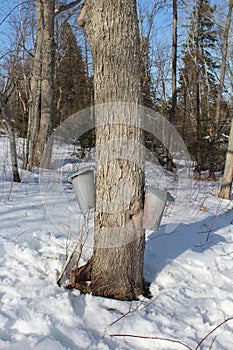 Two battered tin buckets attached to a maple tree on a sunny winter day in Canada.