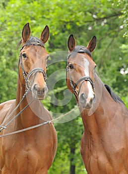 Two bay horses