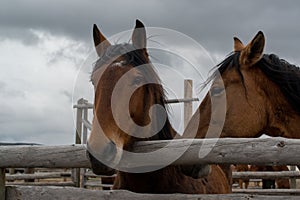 Two bay horses