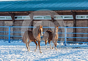 Two bay horses frolic in a pen, Altai, Russia