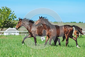 Two bay horses gallop alongside in the herd in the meadow.