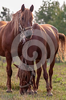 Two bay horses in a harness on a pasture.