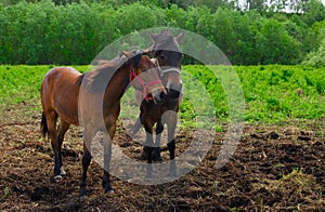 Two bay horses are standing in the pasture, face to face