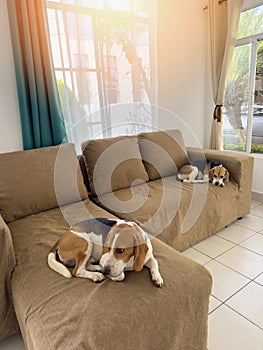 Two beagle dog on couch