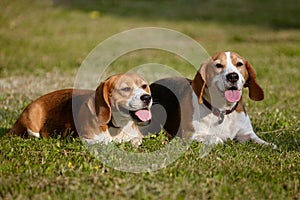 Two beagle dogs lie on the grass in summer