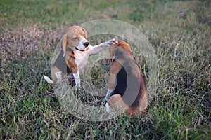 Two beagle dogs play on the grass field in Thailand,one put its hand on the other `s head