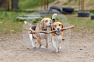 Two beagle dogs play with a wooden stick and run