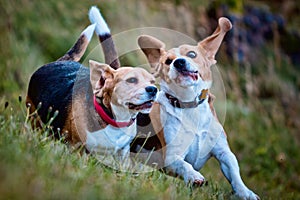 Two Beagle dogs playing