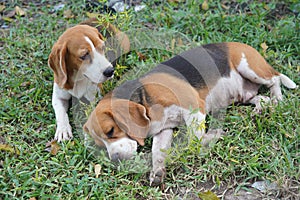 Two beagle dogs relax on the green grass after playing hard